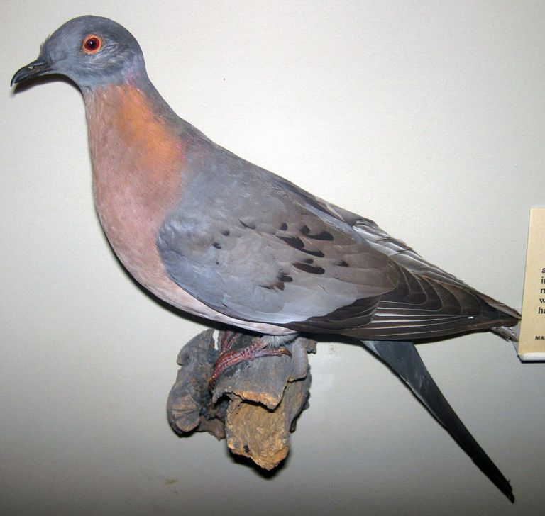 Ectopistes_migratorius_(passenger_pigeon) by James St John