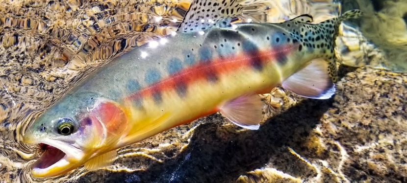 Back-country Trek for Treasure Lakes Trout